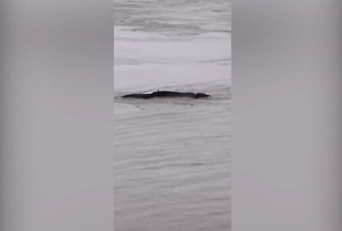 Mysterious long and black object captured in Yangtze river has been revealed as an airbag