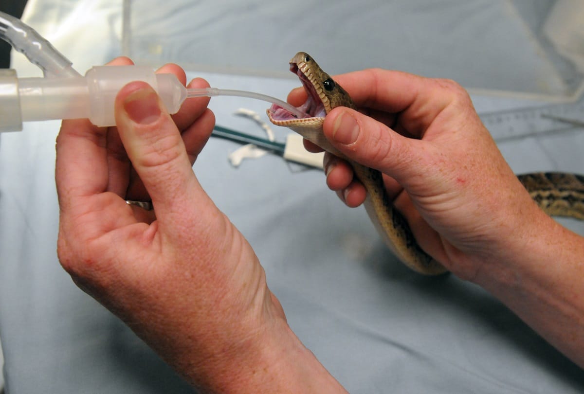 Tiny Fish Weighing one gram is in Good Health After Becoming Smallest Surgical Patient
