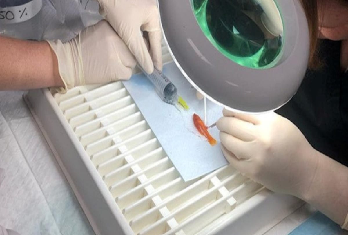 Tiny Fish Weighing one gram is in Good Health After Becoming Smallest Surgical Patient
