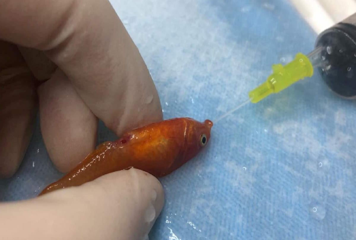 Tiny Fish Weighing one gram is in Good Health After Becoming Smallest Surgical Patient