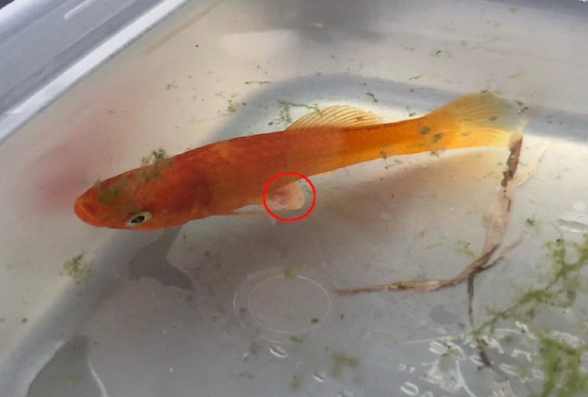 Tiny Fish Weighing one gram is in Good Health After Becoming Smallest Surgical Patient