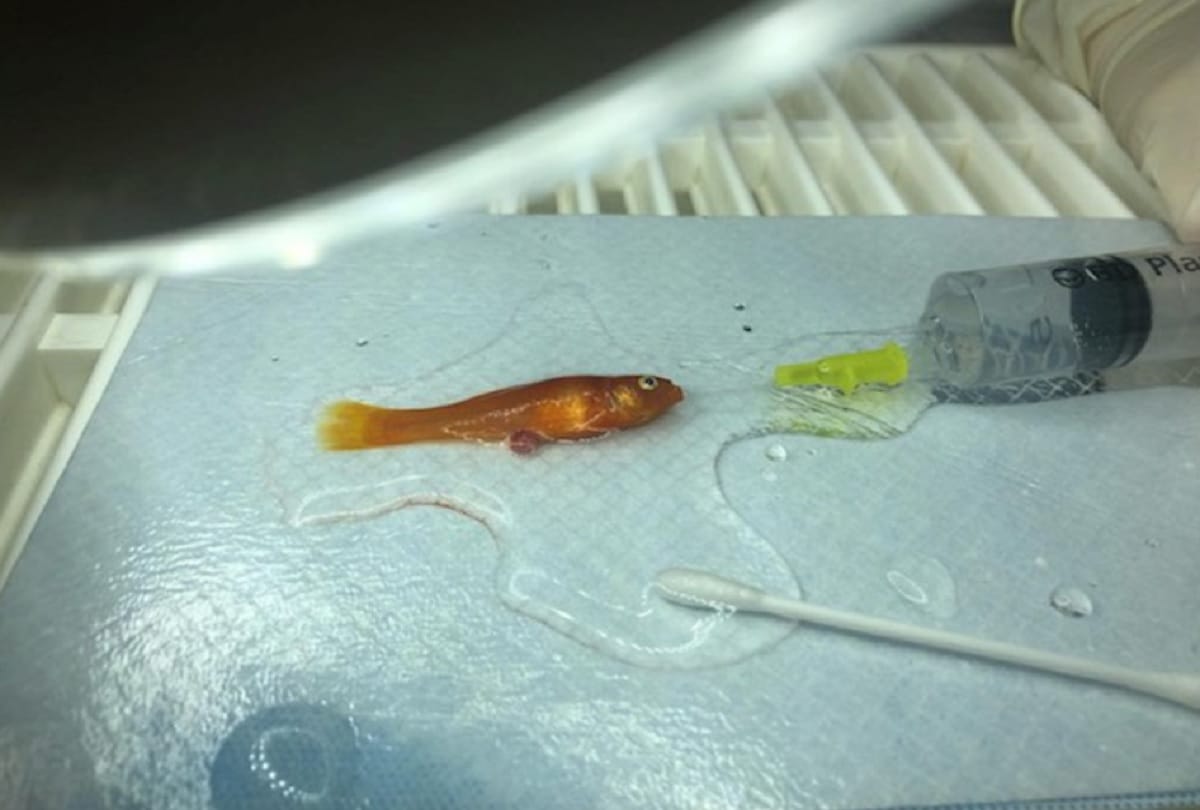Tiny Fish Weighing one gram is in Good Health After Becoming Smallest Surgical Patient