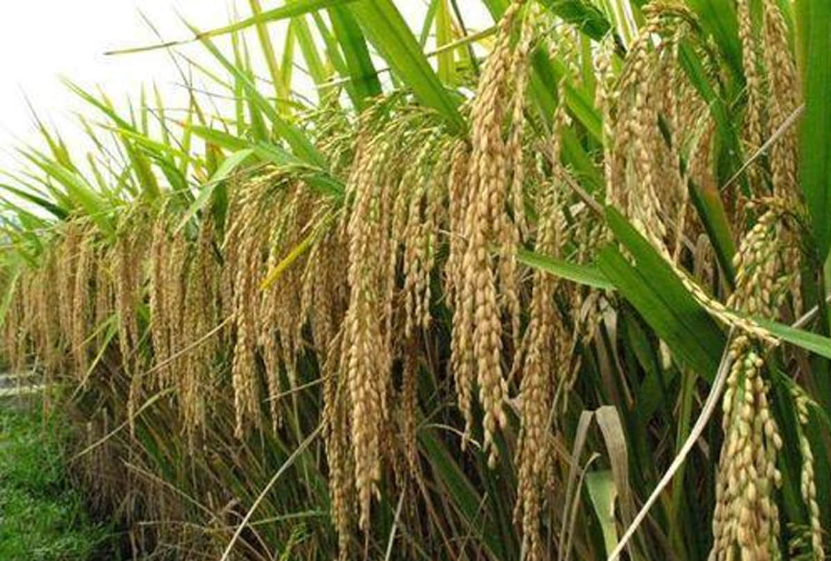 less rain became reason of low production of basmati rice in jammu kashmir