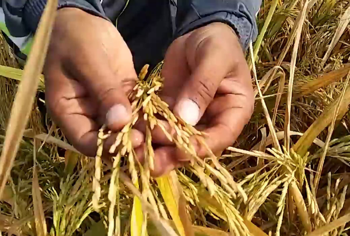 Agriculture Department work on pilot project to produce organic basmati of export quality in Amritsar