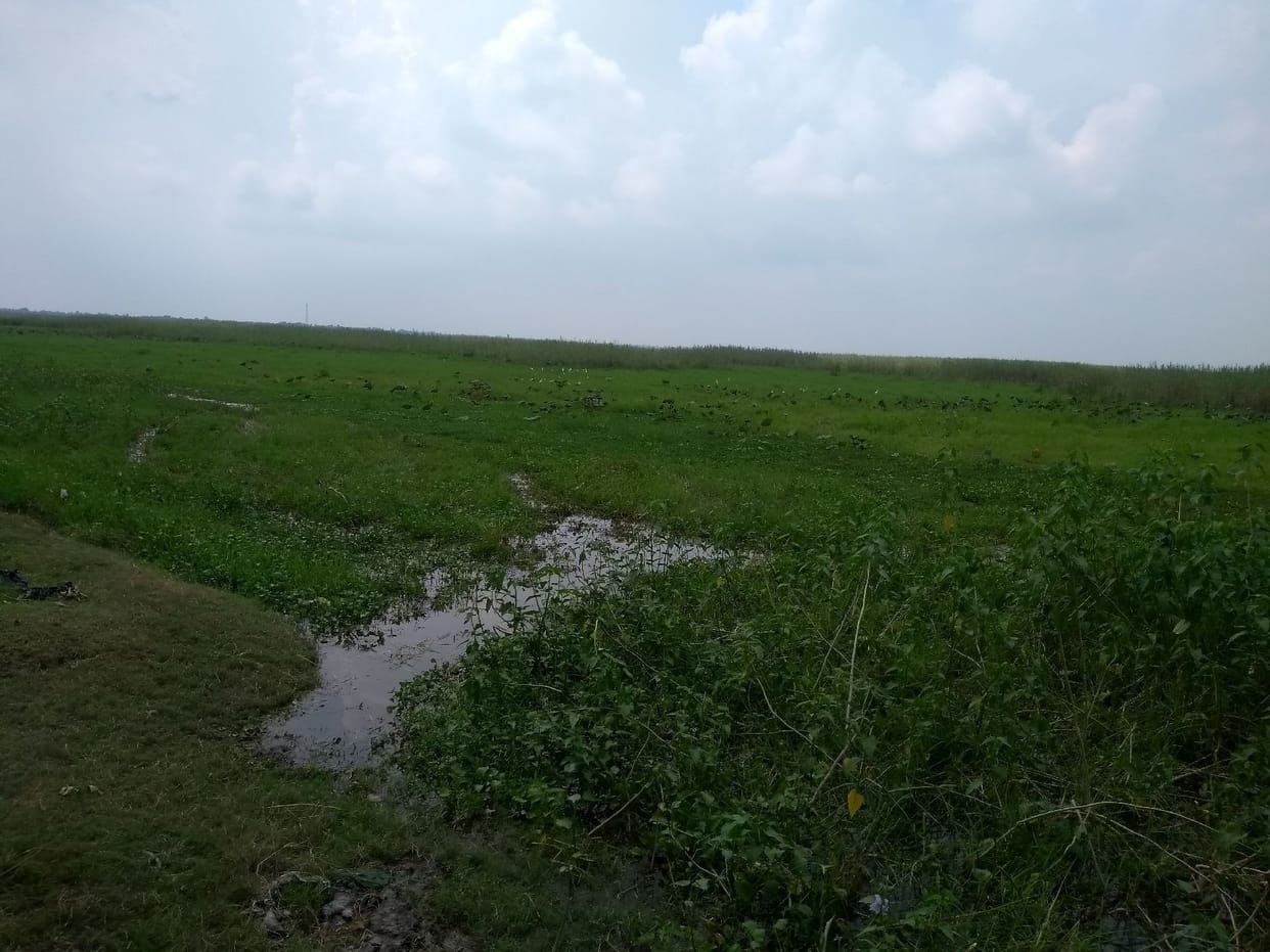 NGT strict about occupation of Baghel pond
