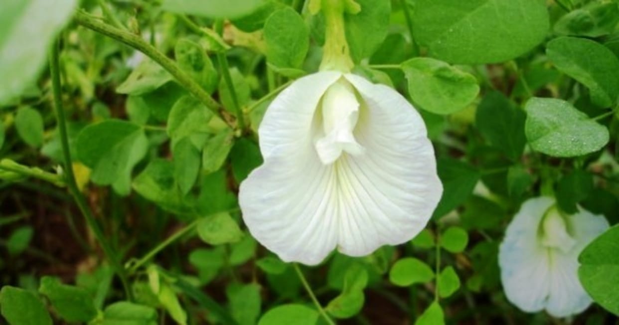 uses and benefits of best shankhpushpi
