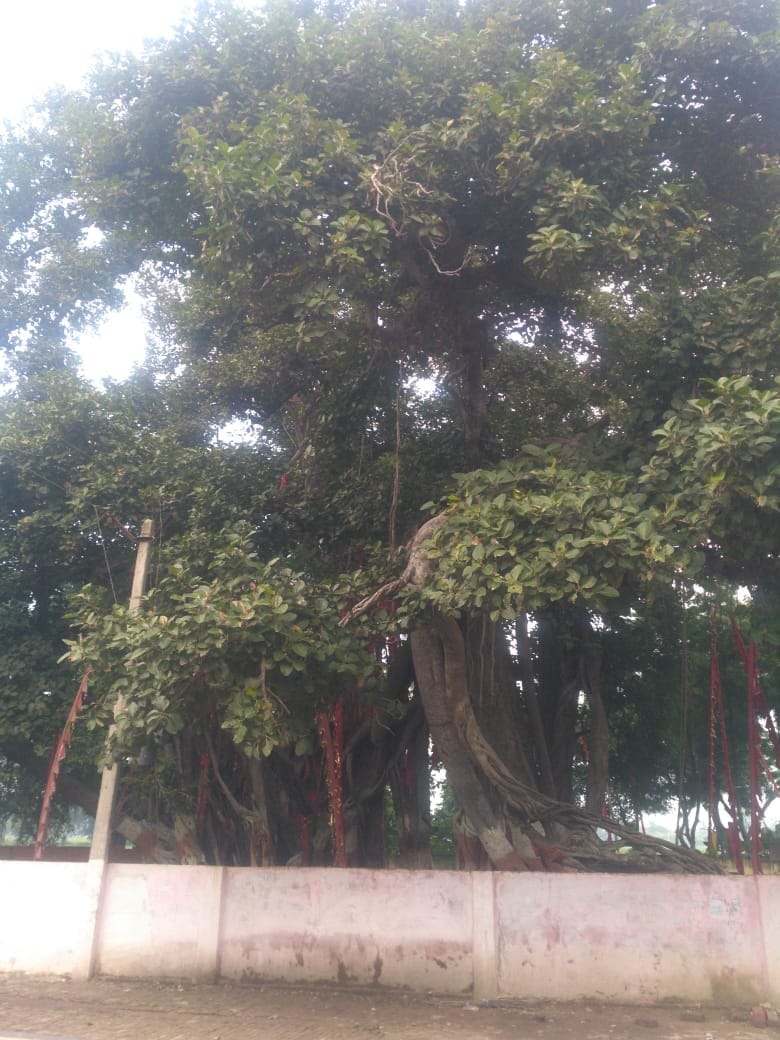 up government  count 100 years old tree