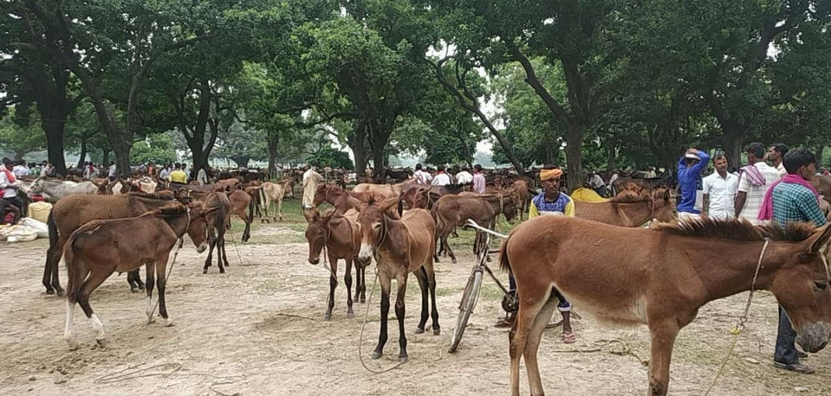 fair start of donkeys and mules takes place in Sonadih Ballia