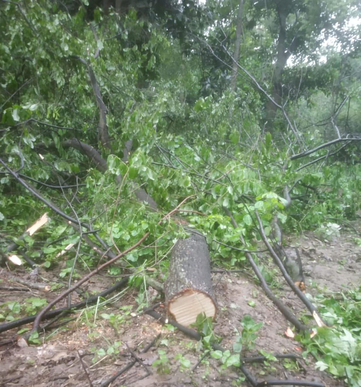 Thieves again cut two sandalwood trees