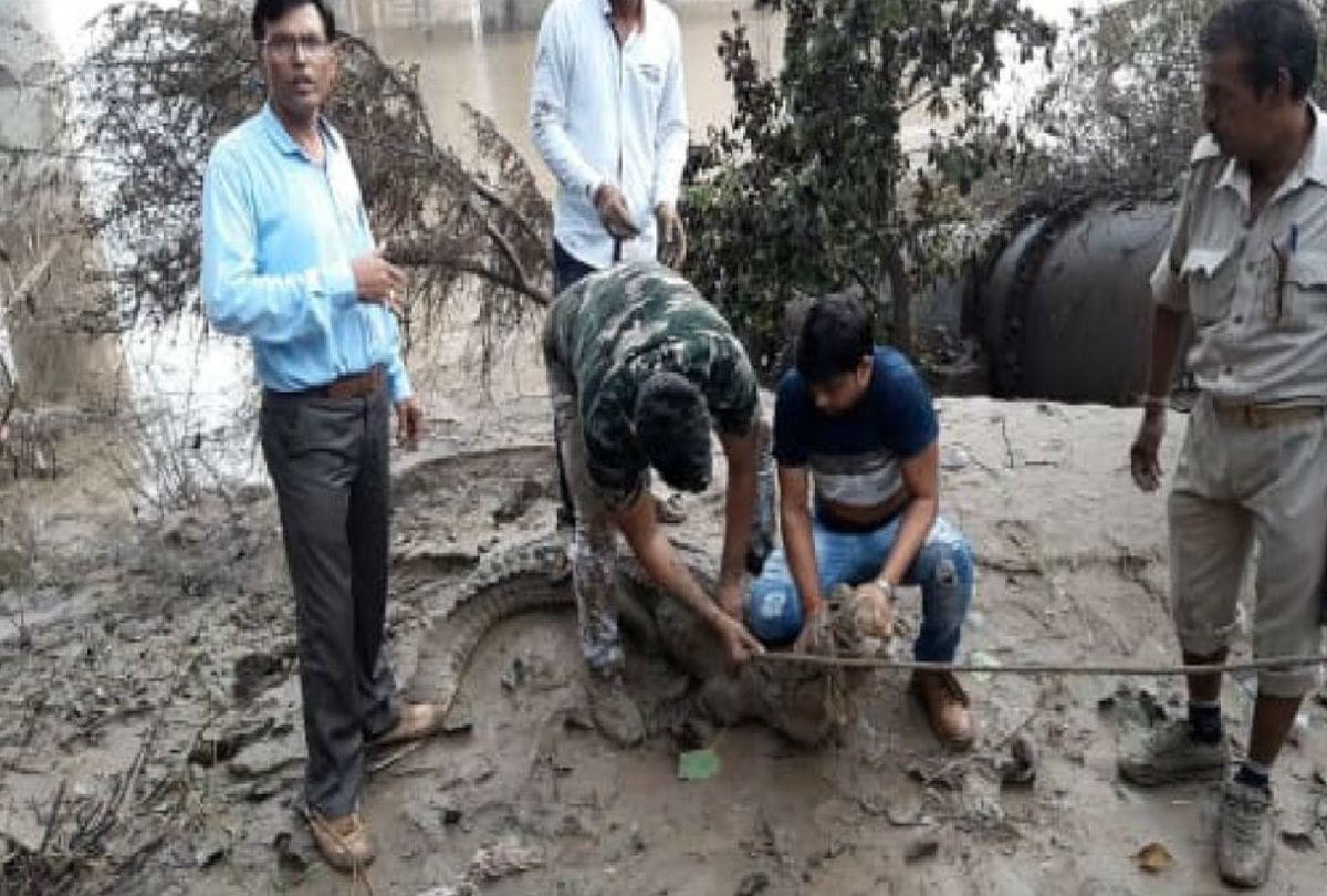 Flood In Chambal River Villagers in Fears of crocodile Attacks Bah Agra   News