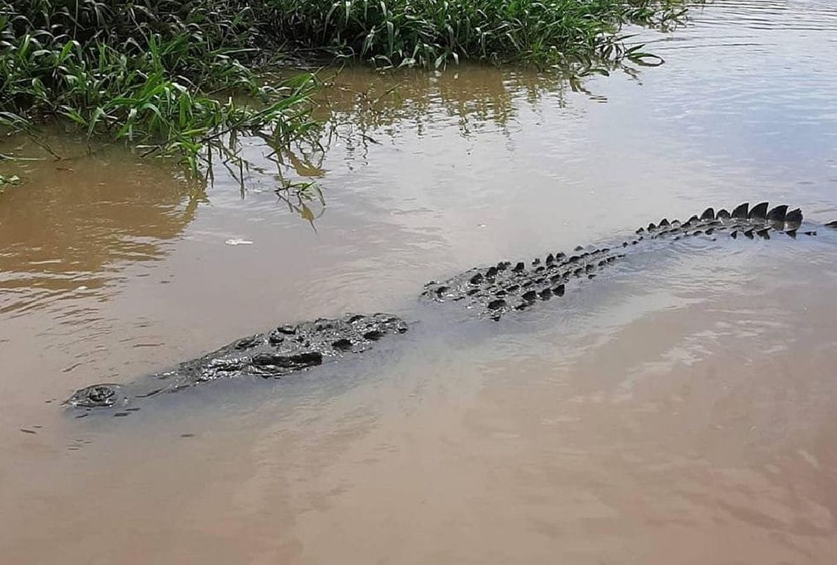 crocodiles take sunbathe near hajara canal in etah