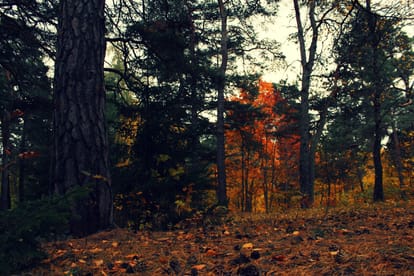 Beautiful Autumn of europe