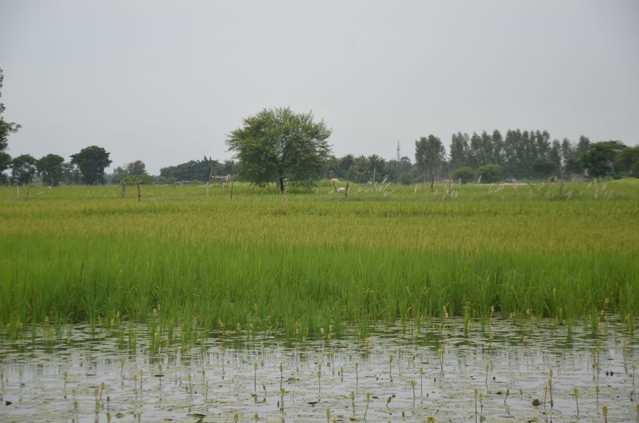 Relief from heat, crops cropped up