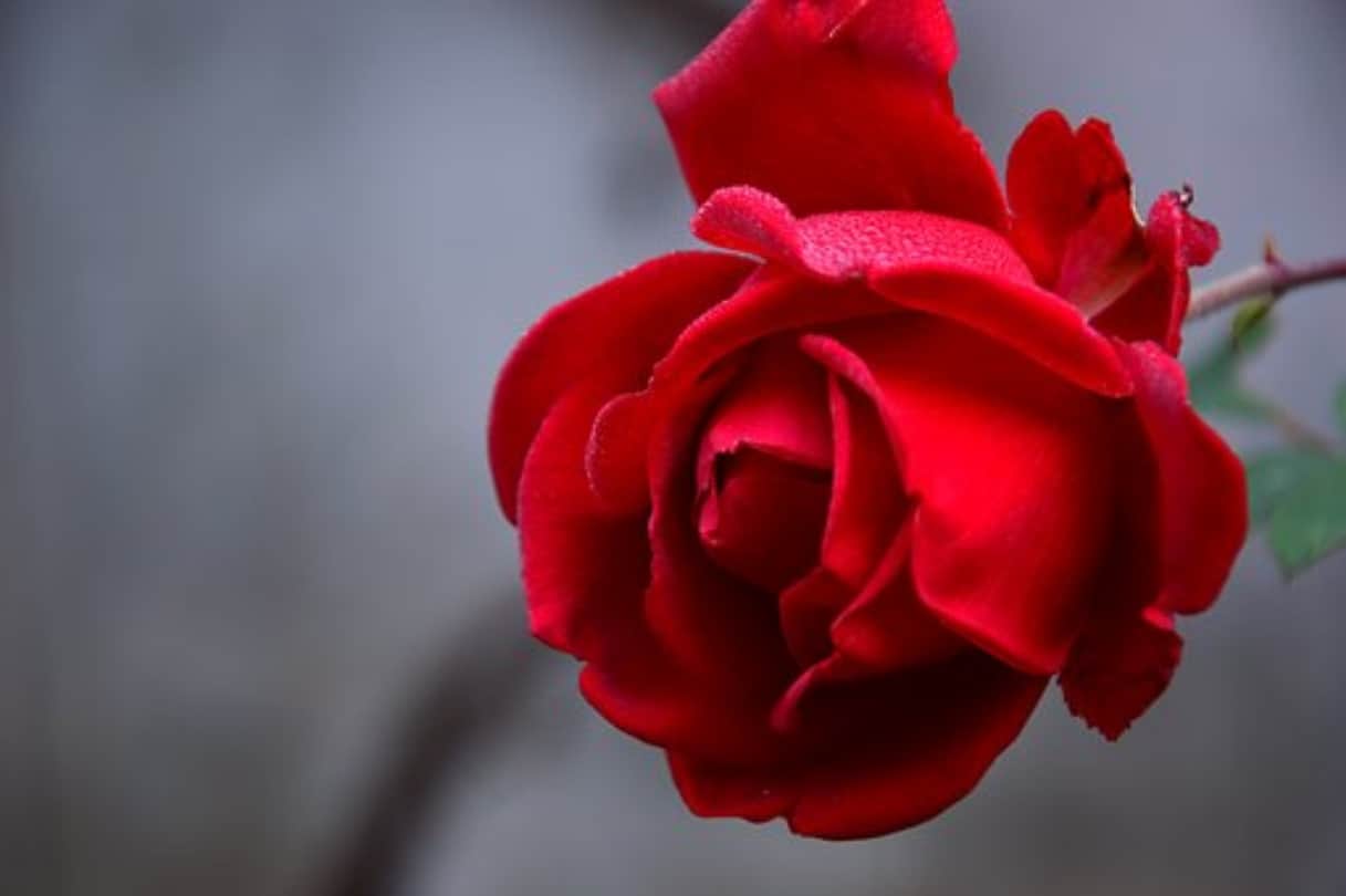 Valentine Week 2020: Rose Day is on Feb 7 importance of colours for your love partner