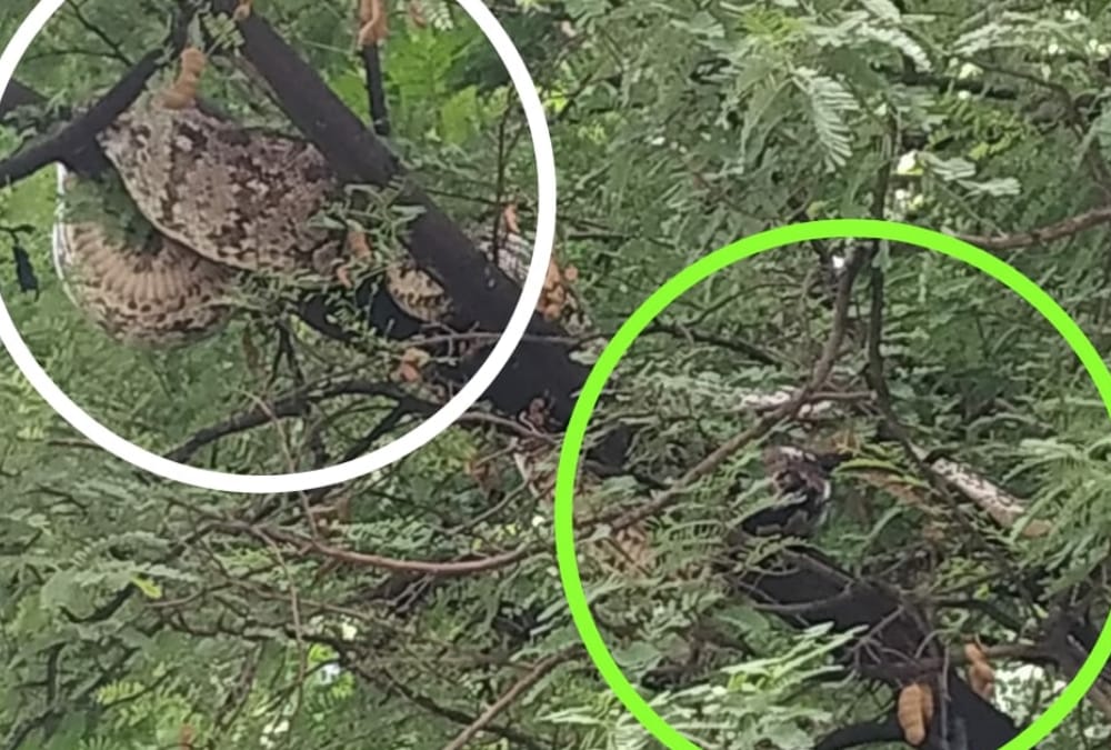 pythons of lucknow zoo found on a tree.
