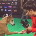 iifa