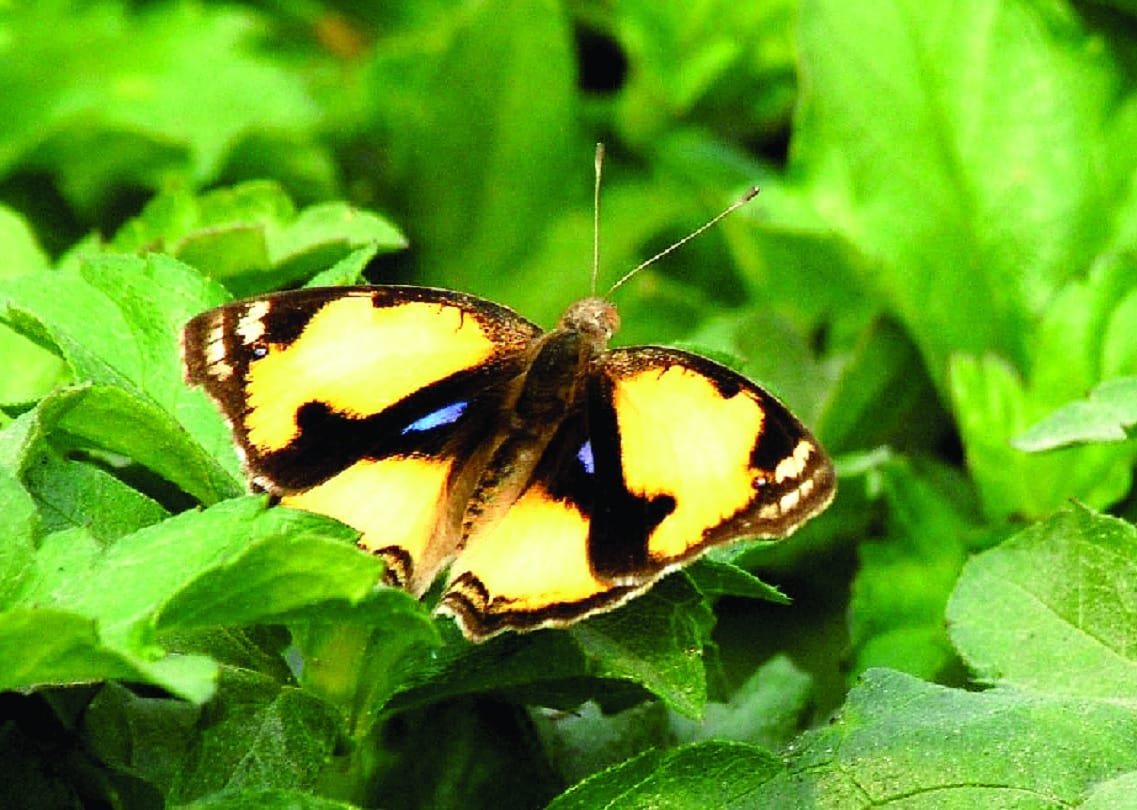 Yamuna Biodiversity Park buzzing with colorful butterflies