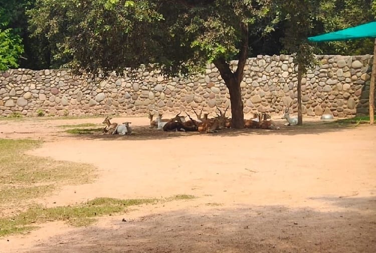 Fight in Animals at Chhatbir Zoo, Zirakpur