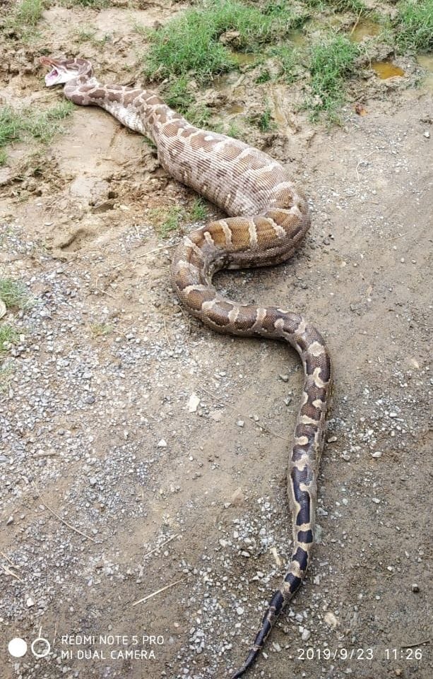 python eat deer, died