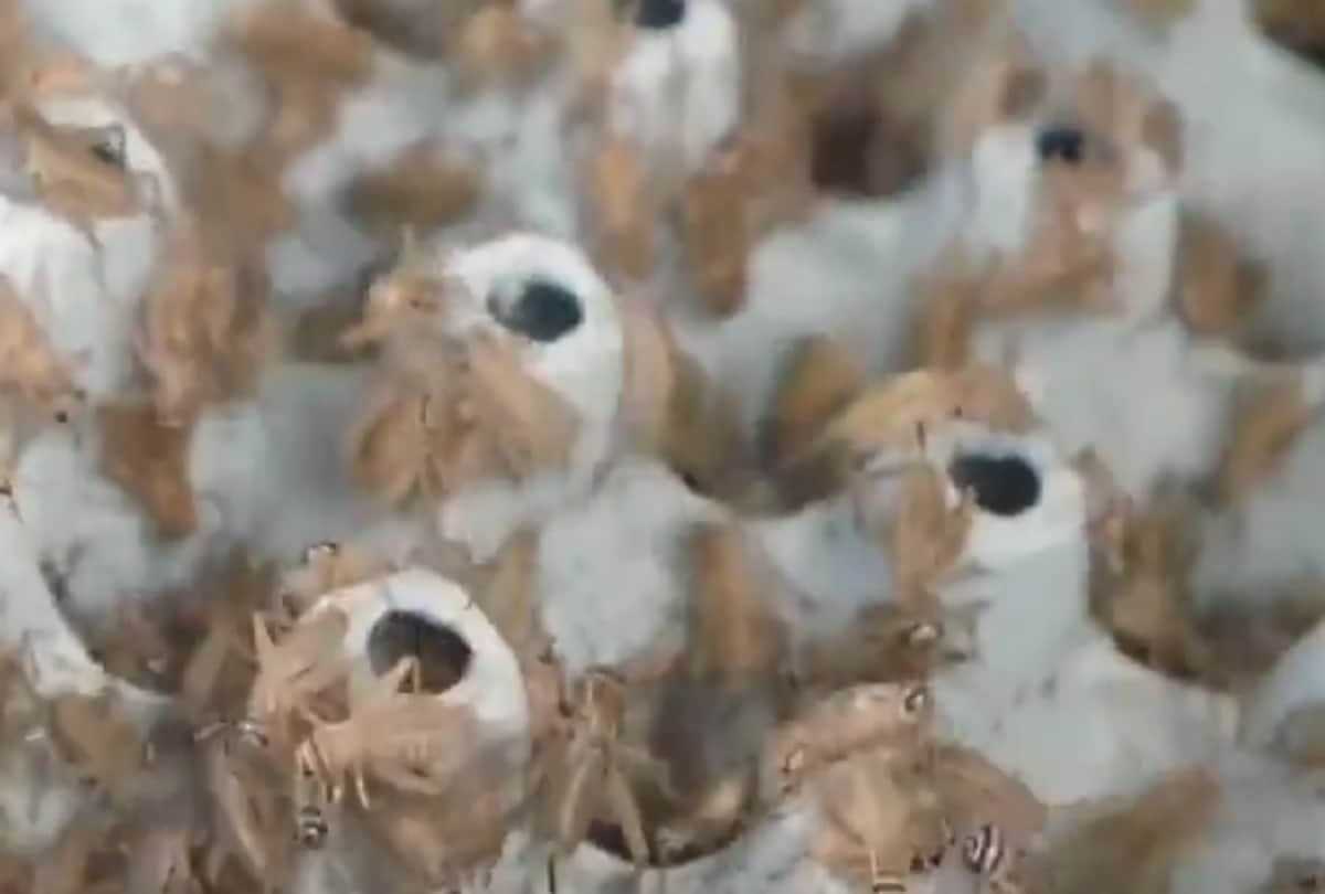 Fazer Bakery in Finland is making bread using crushed crickets with flour