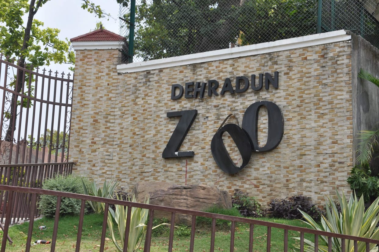Tourists will be able to see dragon in Doon Zoo