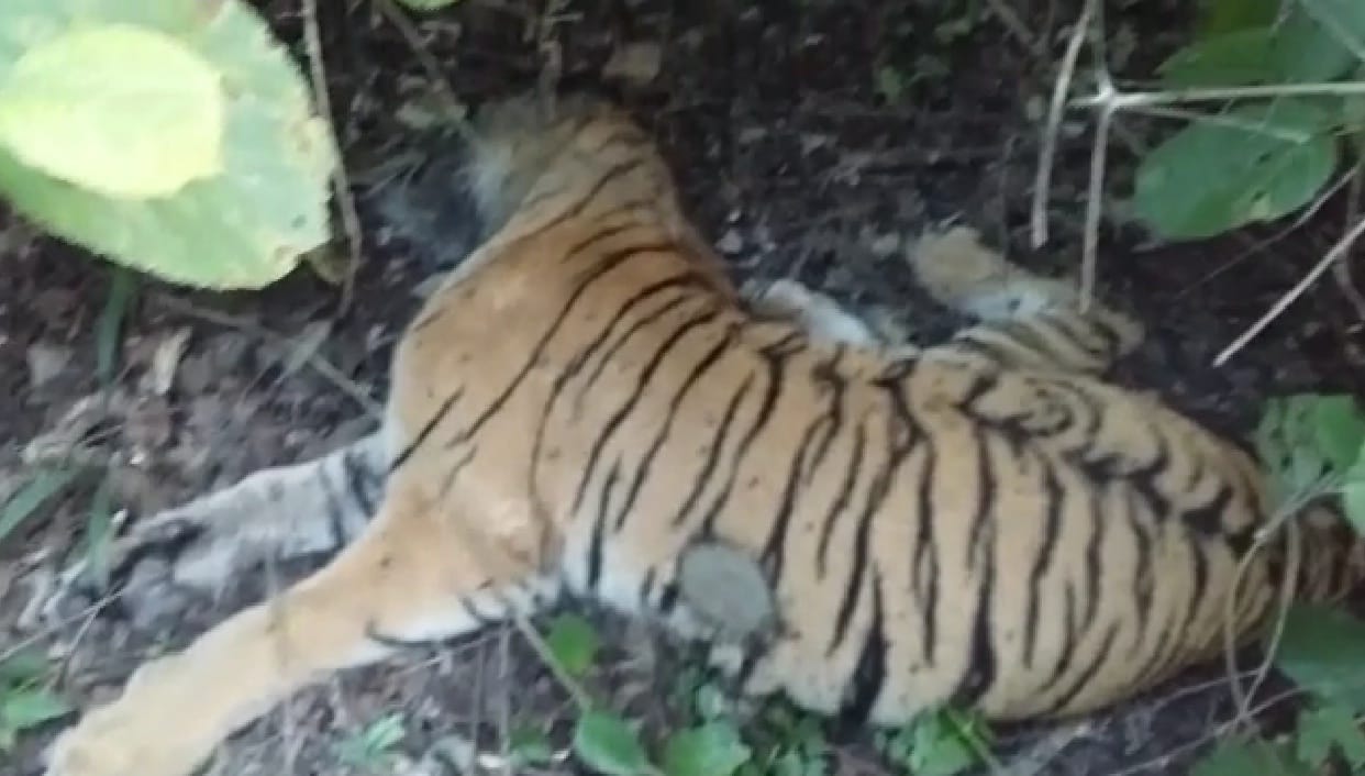 Tigress's body found in Dhela range of Kalagarh