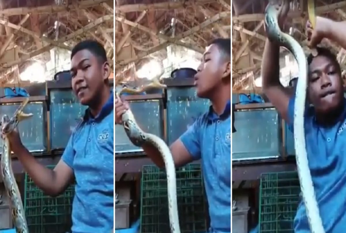Man taunts snake it revolts and latches onto his head Horrifying video viral