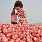government to procure 6090 tonnes of onion from egypt, mmtc signs contract