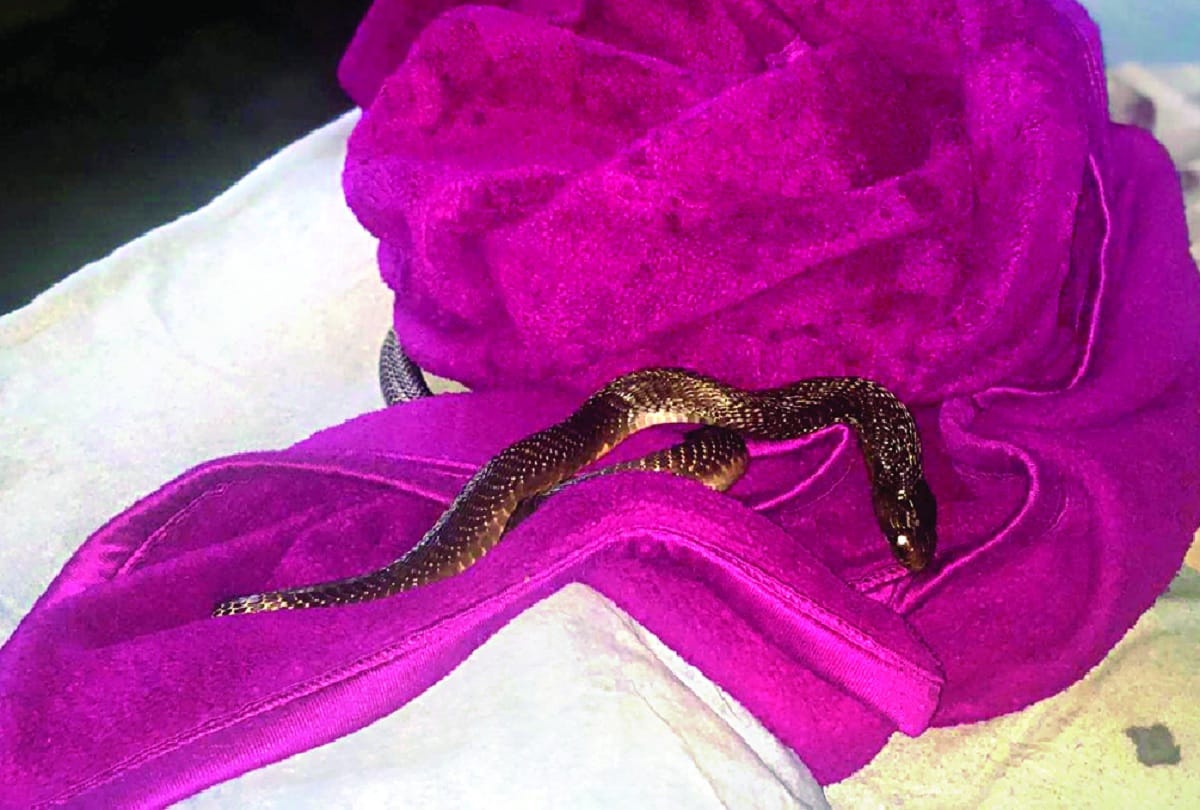 Six foot cobra found in children's blanket at home in gurugram