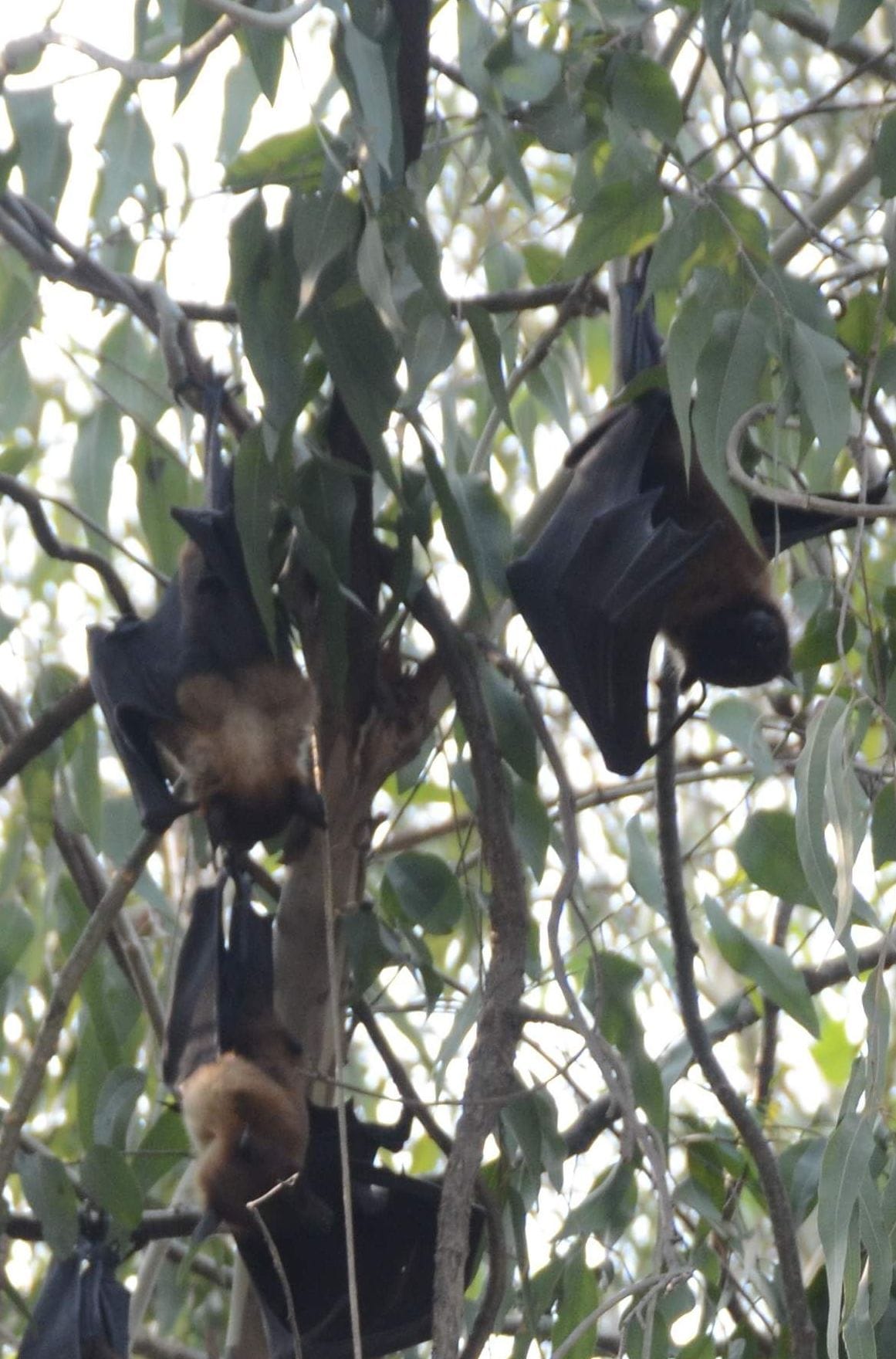 No bats left, how mosquitoes will end