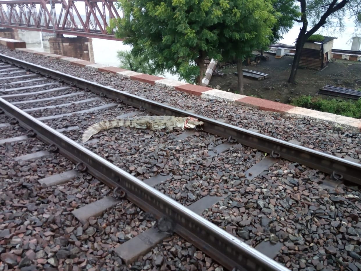 Dead crocodile find in rail track