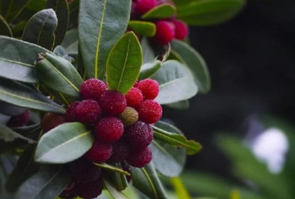 Botanist involved in conservation of wild fruits and spices in himalaya range of Uttarakhand
