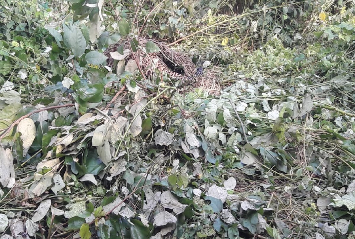 Pilibhit leopard stucks in predators tangle forest department in action