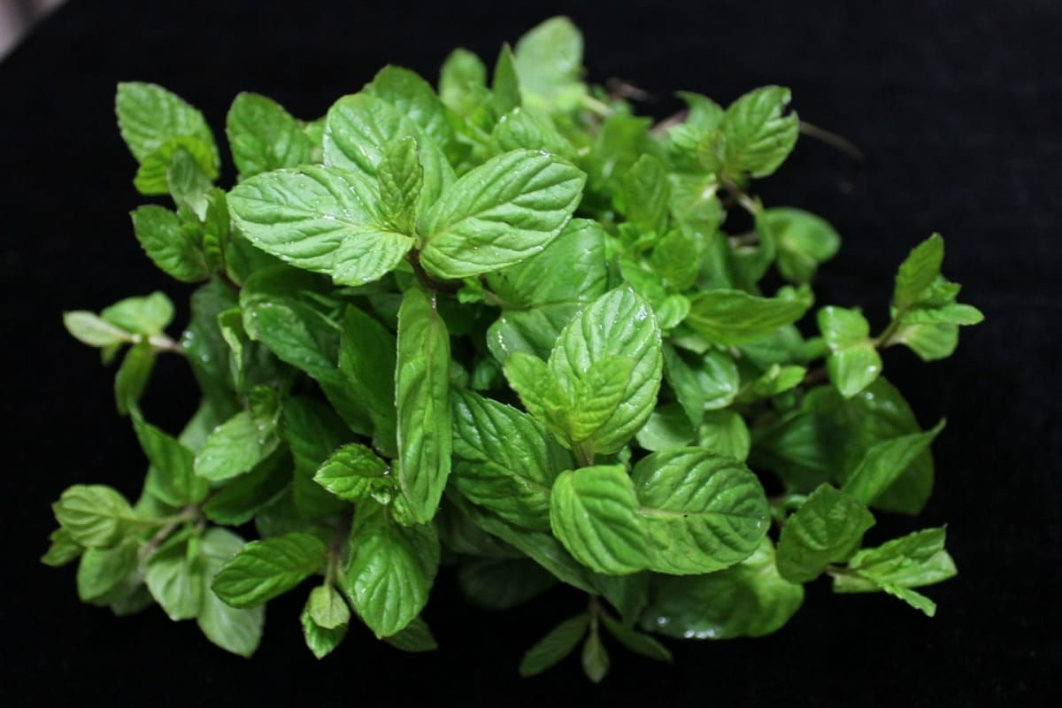 mint leaves and rose water hacks for dry skin