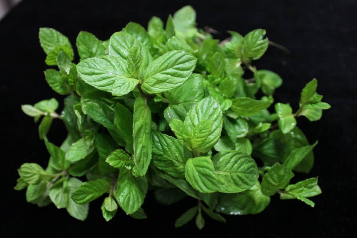 health benefits of mint leaves for skin