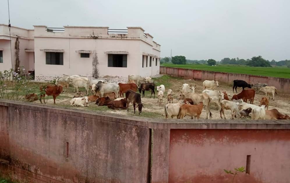 Farmers imprisoned hundreds of stray cattle in hospital