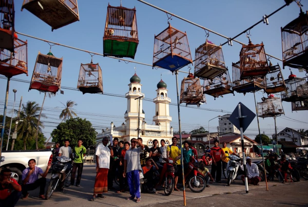 interesting news thailand held bird singing competition