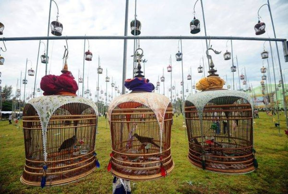 interesting news thailand held bird singing competition