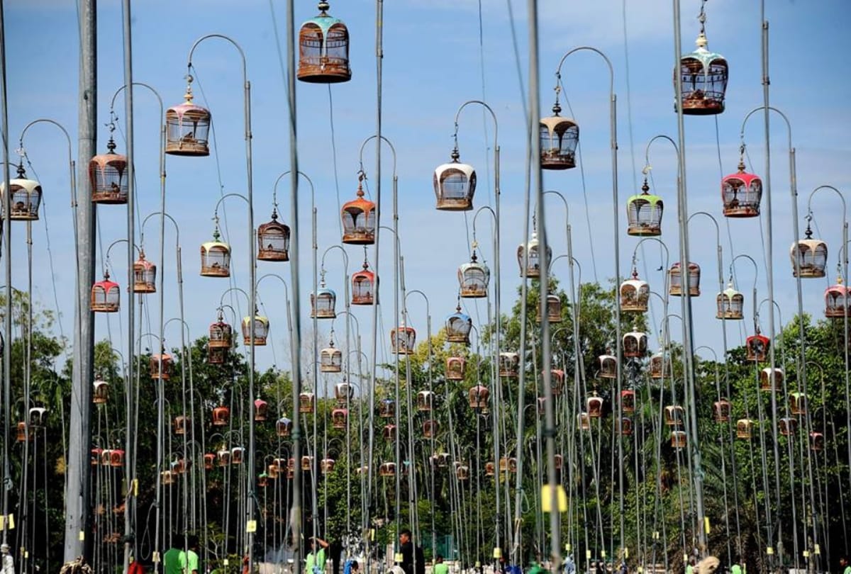 interesting news thailand held bird singing competition