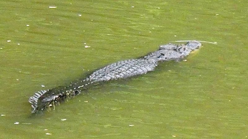 Crocodile seen in Rasulabad, stir