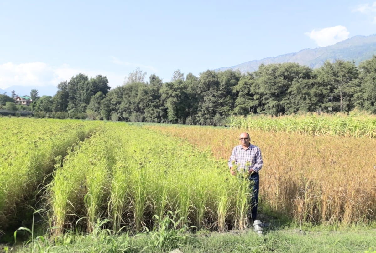 shimla: Foxtail Millet (Kauni) of the grass species will be a substitute for rice