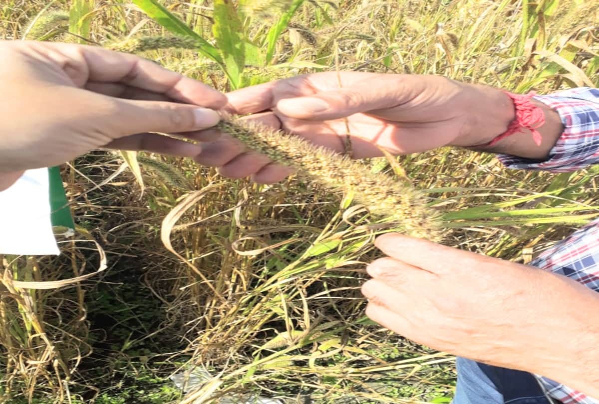 shimla: Foxtail Millet (Kauni) of the grass species will be a substitute for rice