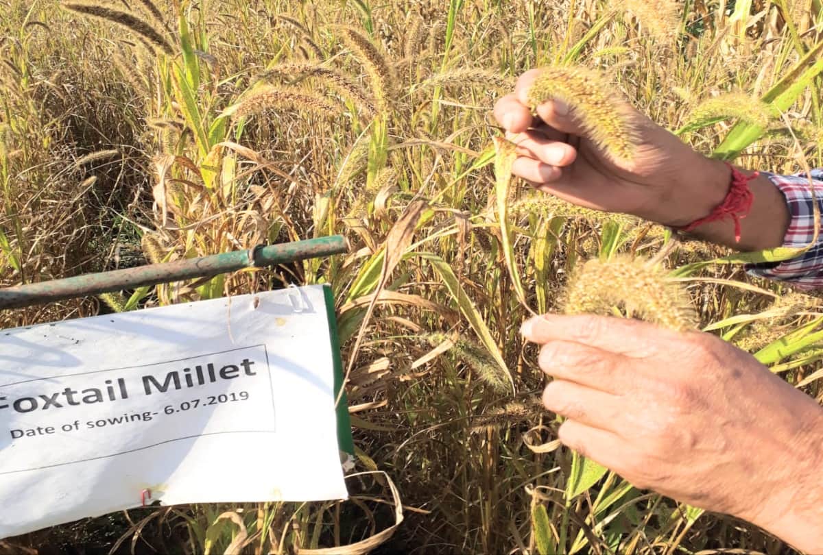shimla: Foxtail Millet (Kauni) of the grass species will be a substitute for rice