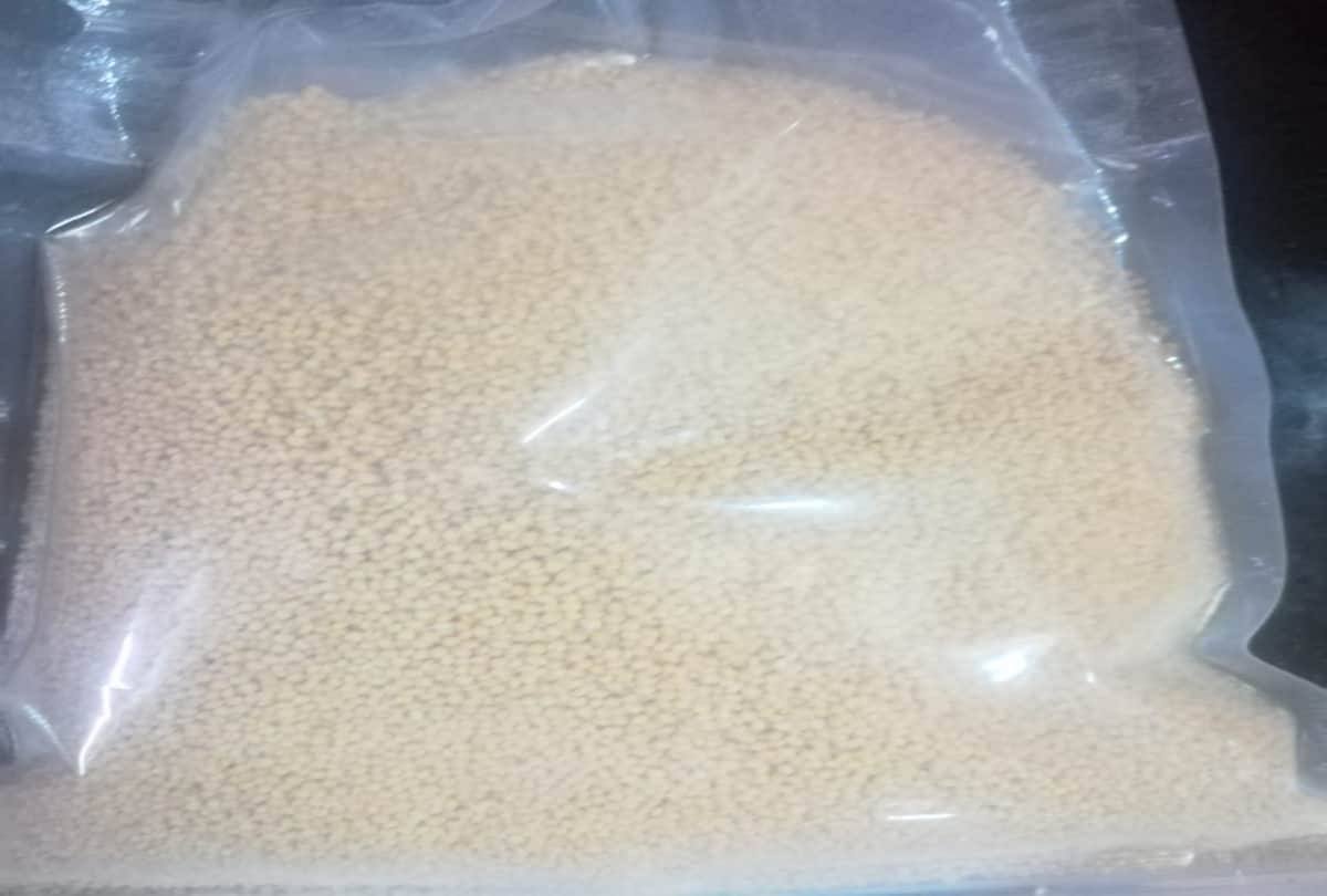 shimla: Foxtail Millet (Kauni) of the grass species will be a substitute for rice