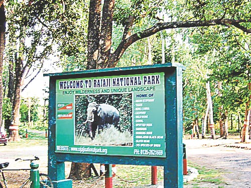 The case of hunting tiger and leopard in Rajaji National Park and burying their limbs in the ground