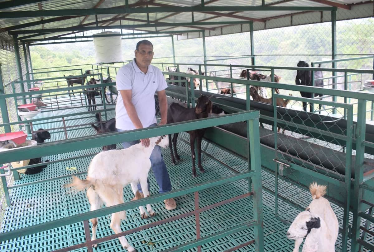 Success story of goat farming by Ajay Jaswal Una himachal Pradesh