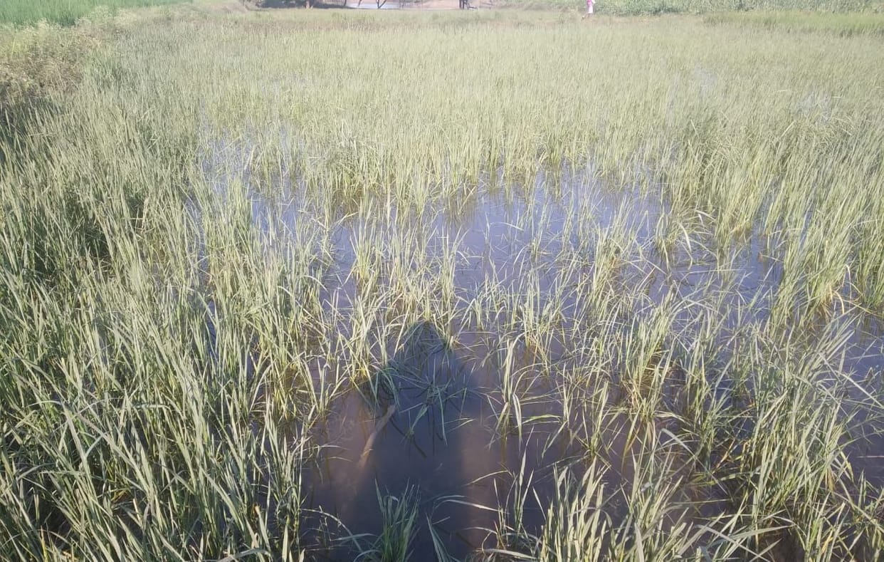 Two thousand bigha crop lost due to flood