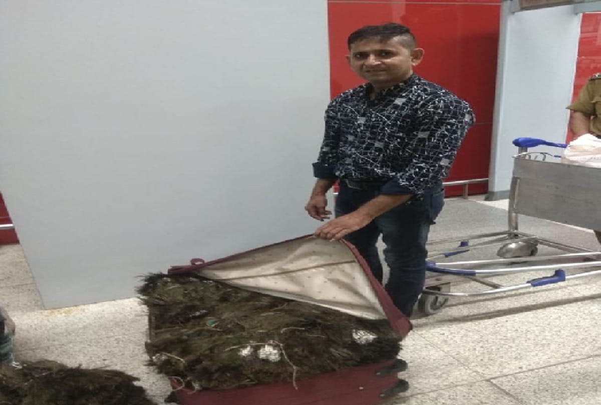 Hong Kong was carrying 49 kg peacock feather, caught at Indira Gandhi International Airport