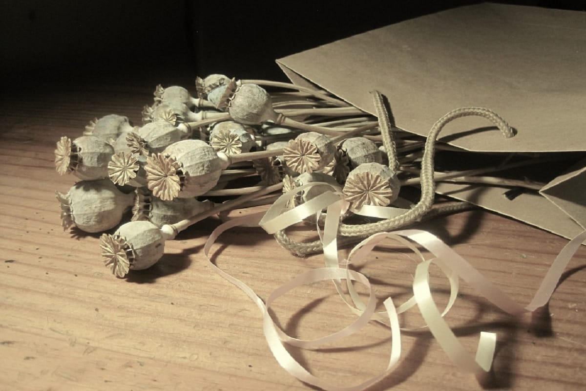 poppy seed benefits for good health, save kidney from stone good eyesight
