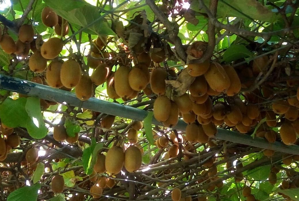 New Zealand kiwi and Taiwanese peach grown in Syri